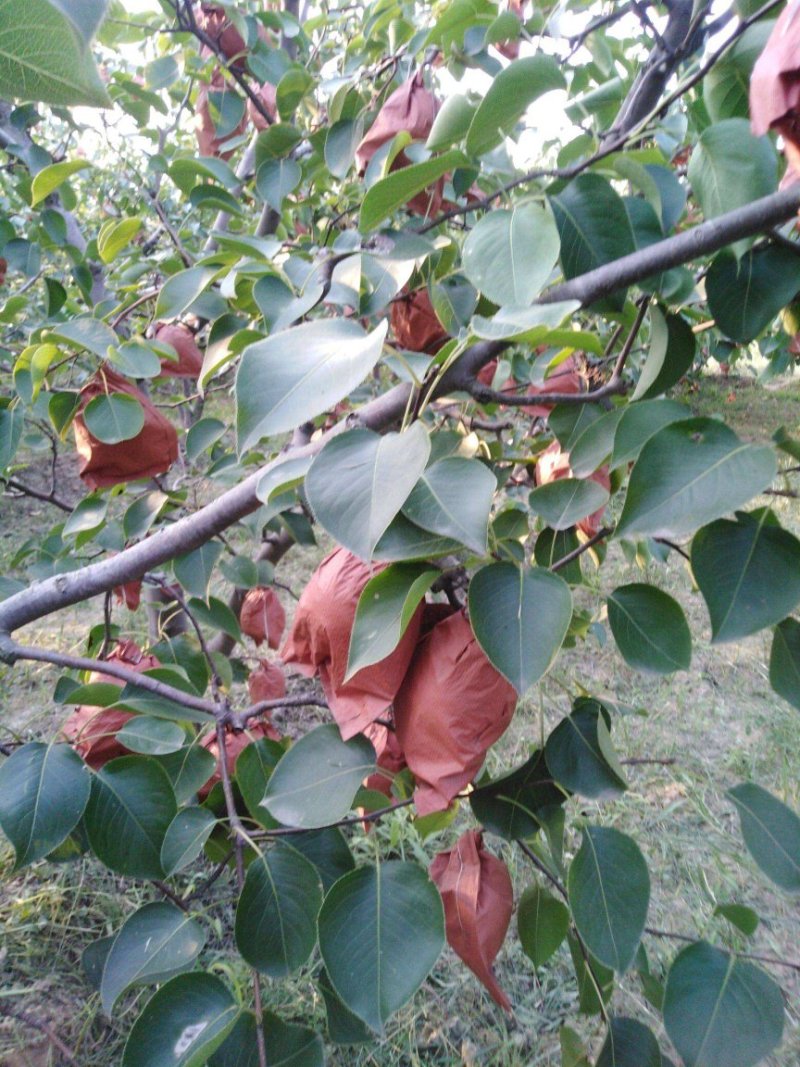 【大荔县砀山梨】露天套袋梨货源充足量大从优可视频