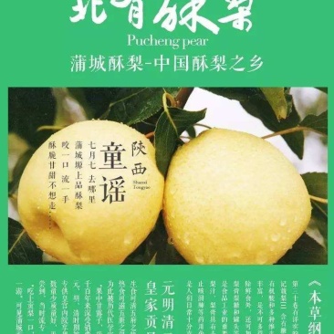 【大荔县砀山梨】露天套袋梨货源充足量大从优可视频