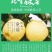 【大荔县砀山梨】露天套袋梨货源充足量大从优可视频