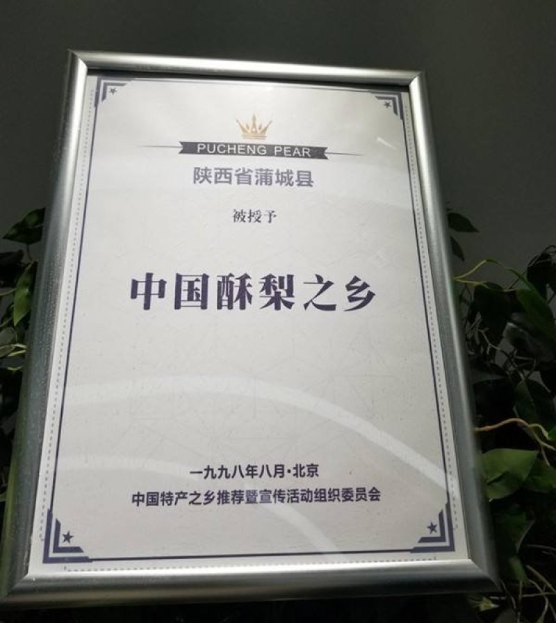 【大荔县砀山梨】露天套袋梨货源充足量大从优可视频