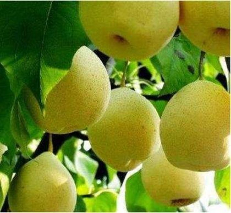【大荔县砀山梨】露天套袋梨货源充足量大从优可视频