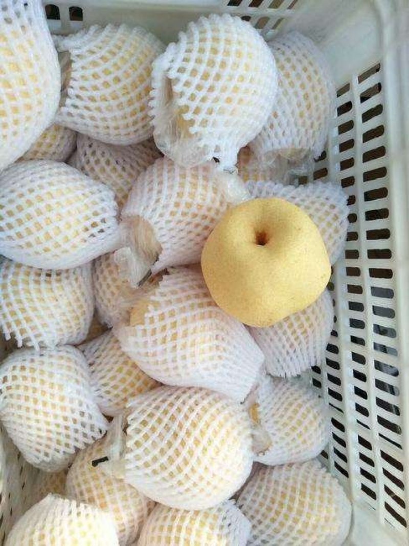【大荔县砀山梨】露天套袋梨货源充足量大从优可视频