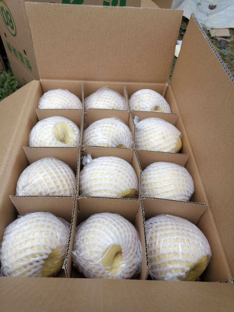 【大荔县砀山梨】露天套袋梨货源充足量大从优可视频