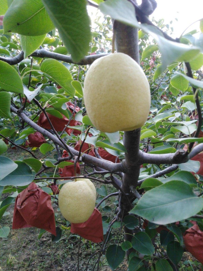 【大荔县砀山梨】露天套袋梨货源充足量大从优可视频