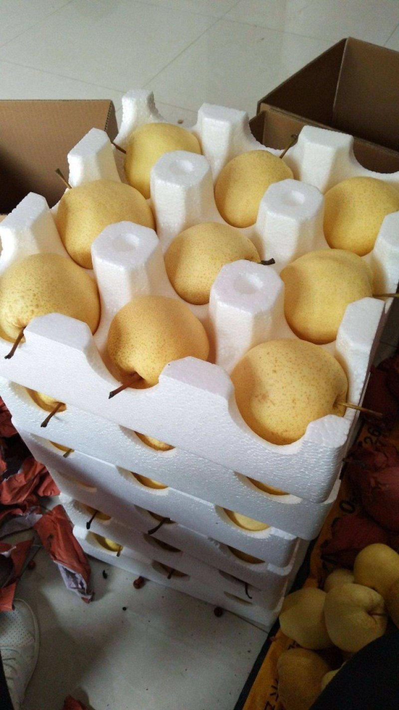 【大荔县砀山梨】露天套袋梨货源充足量大从优可视频