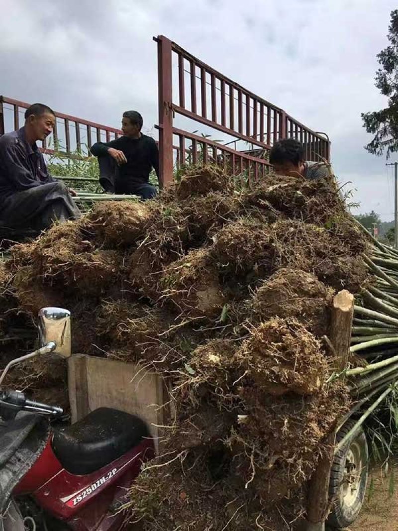常年批发供应四季竹，规格齐全、价格低，苗圃货