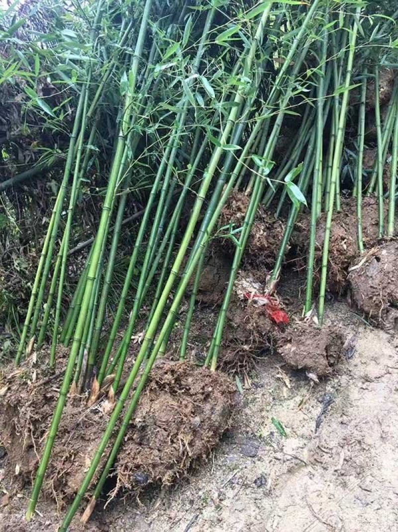常年批发供应四季竹，规格齐全、价格低，苗圃货