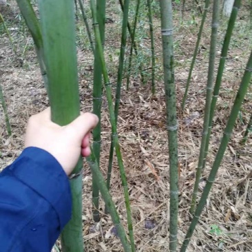常年批发供应四季竹，规格齐全、价格低，苗圃货