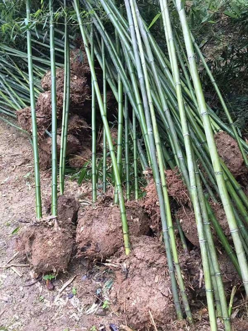 常年批发供应四季竹，规格齐全、价格低，苗圃货