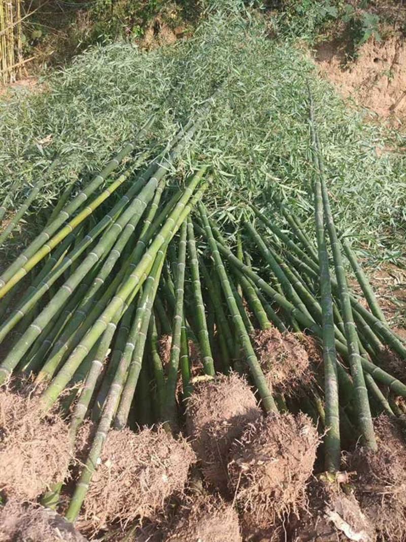 常年批发供应四季竹，规格齐全、价格低，苗圃货