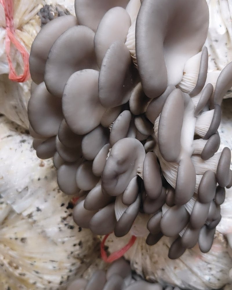 夏季平菇菌棒