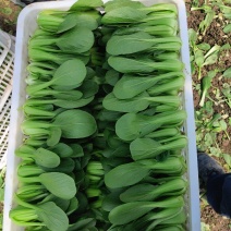上海青青梗大叶片大中小