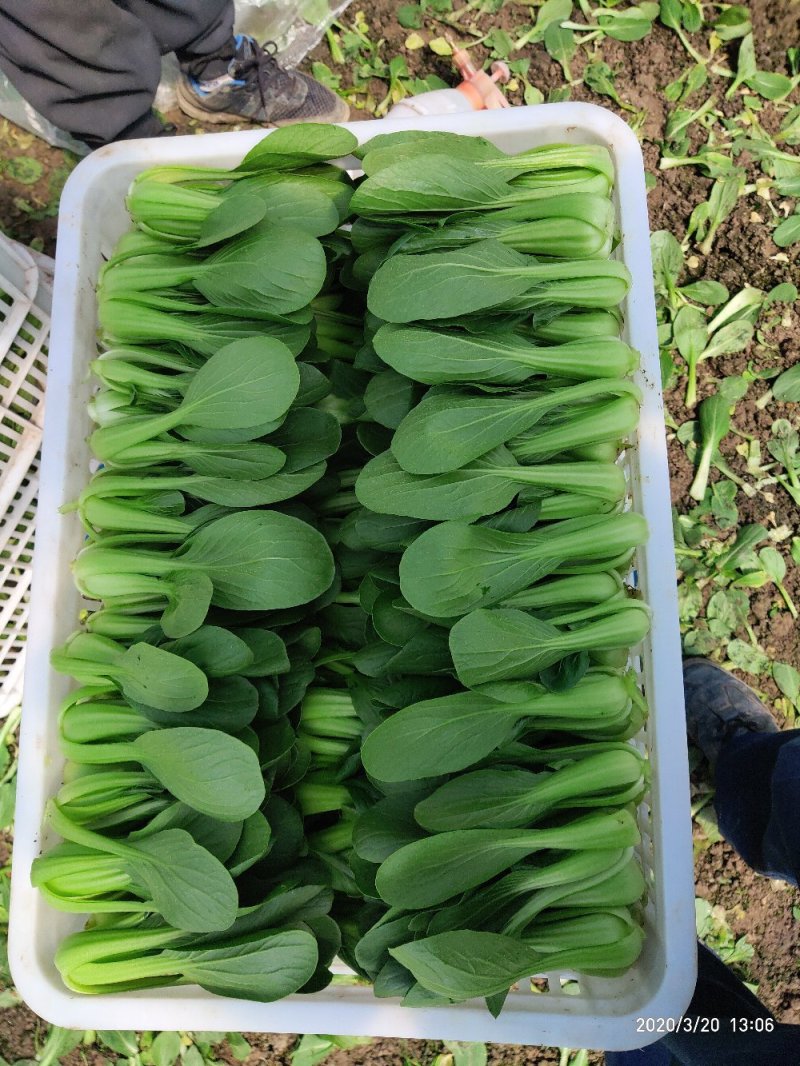 上海青青梗大叶片大中小