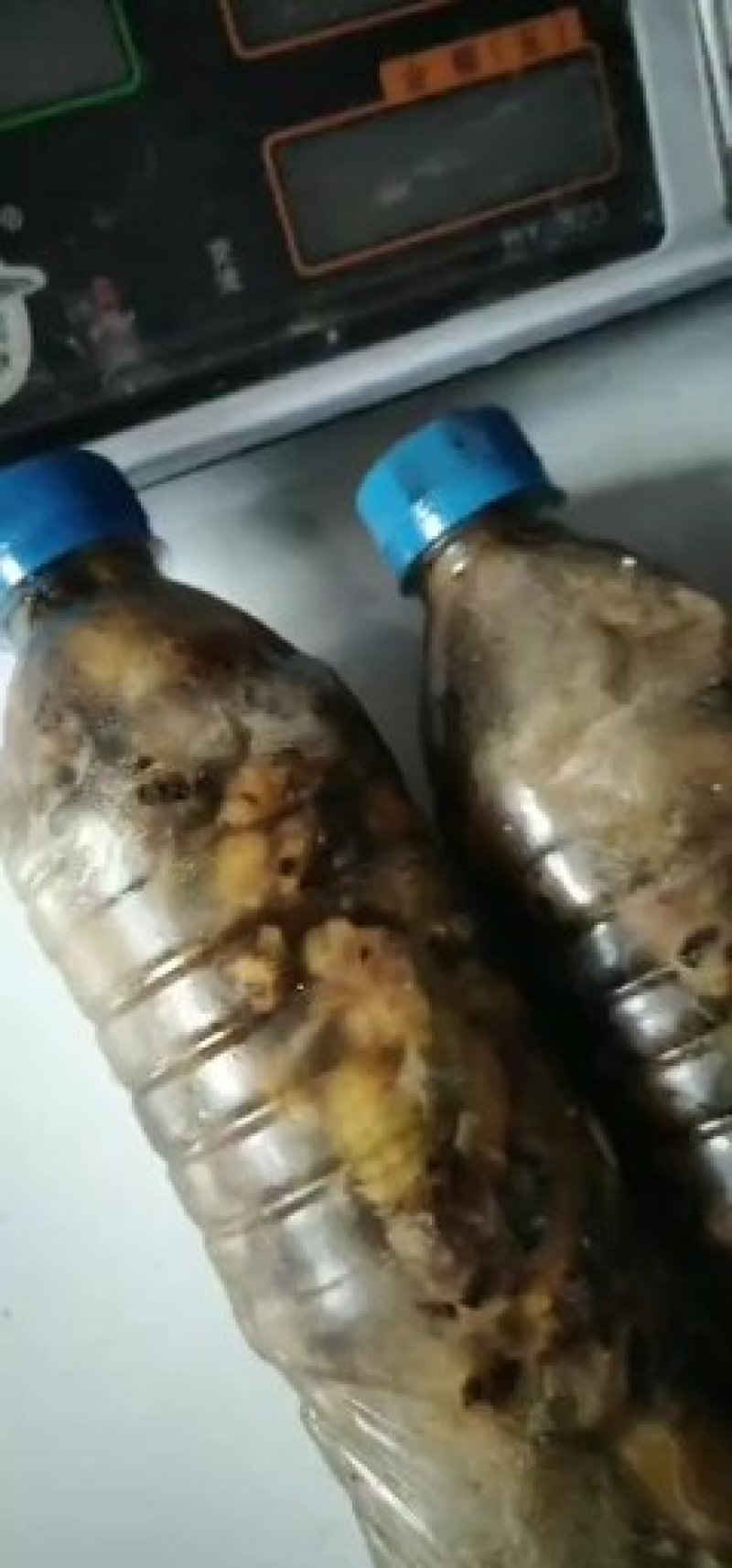 金蝉，姐留候猴，活体，也可以按要求定制。