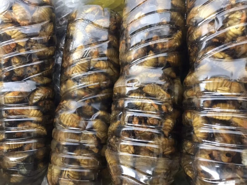 金蝉，姐留候猴，活体，也可以按要求定制。