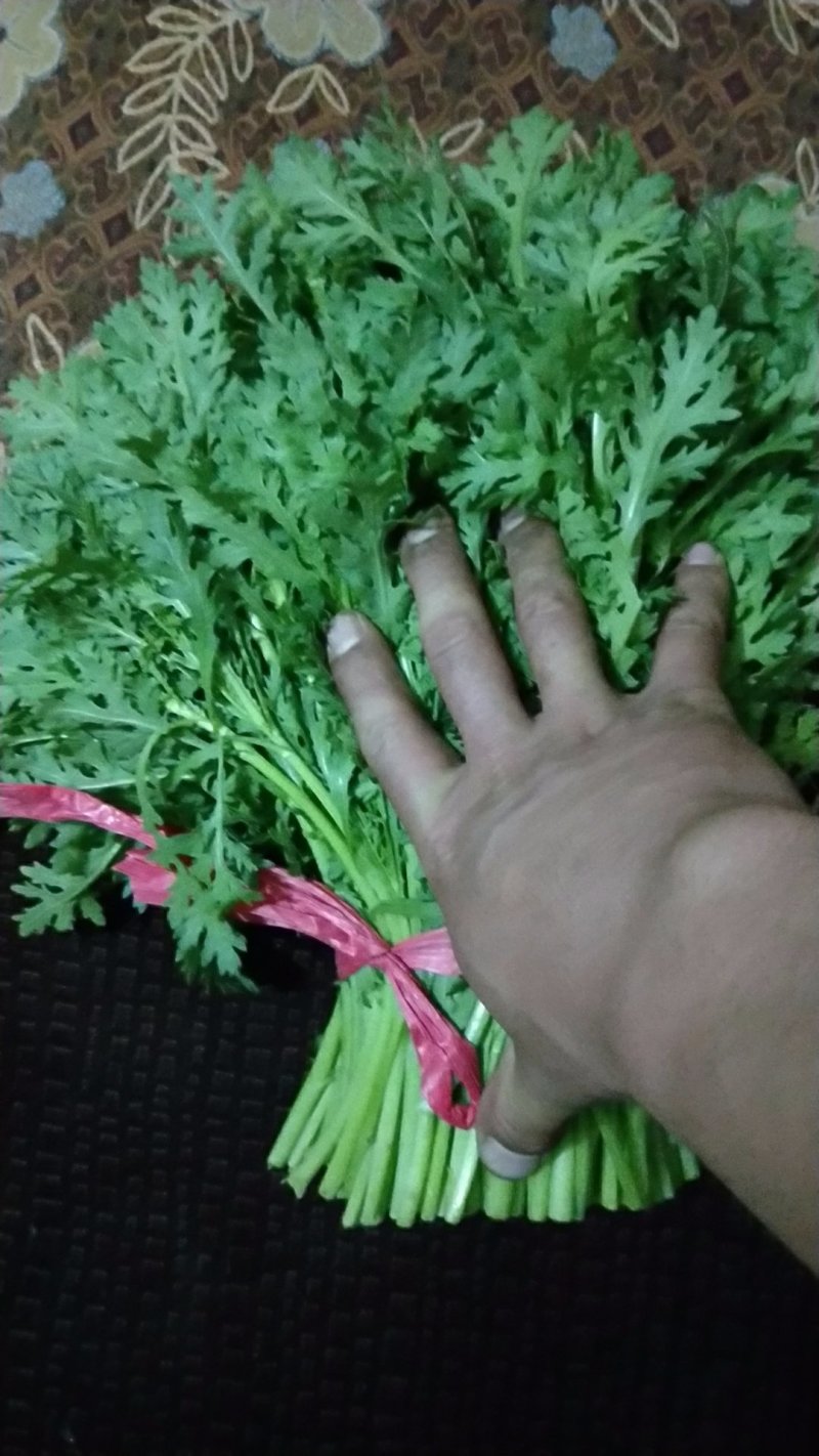 大量供应茼蒿蒿子杆新鲜蔬菜一手货欢迎大家前来咨询