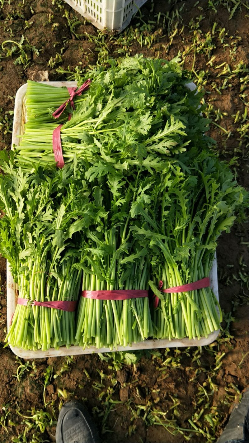 大量供应茼蒿蒿子杆新鲜蔬菜一手货欢迎大家前来咨询