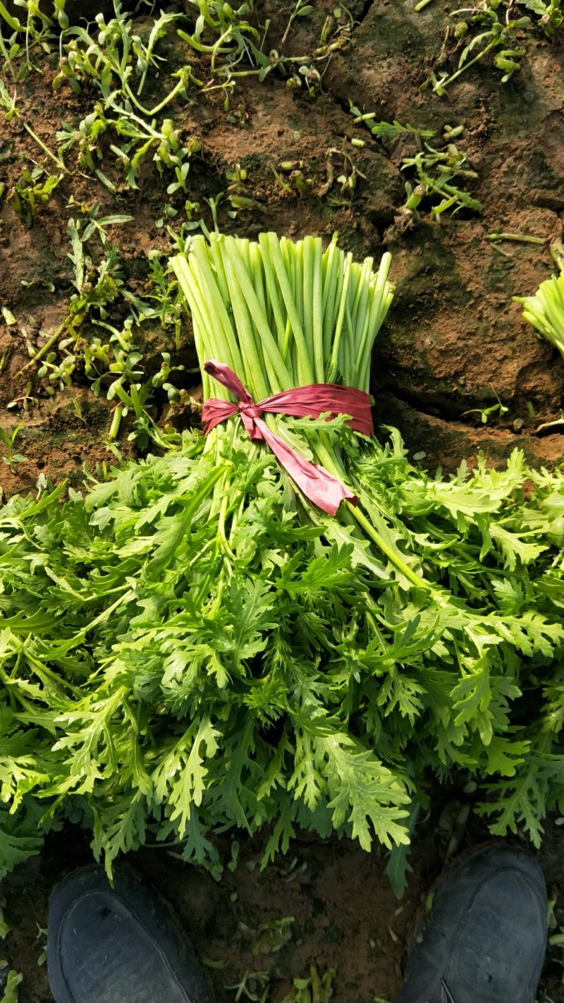 大量供应茼蒿蒿子杆新鲜蔬菜一手货欢迎大家前来咨询