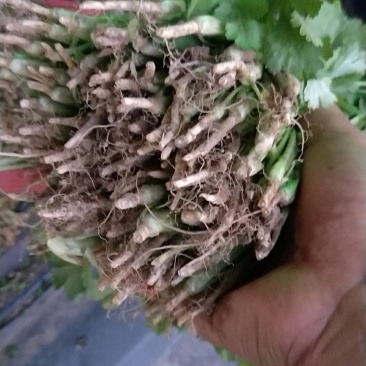 香菜大量供应香菜根粗叶绿货源质量保证一手直供批发全国
