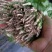香菜大量供应香菜根粗叶绿货源质量保证一手直供批发全国