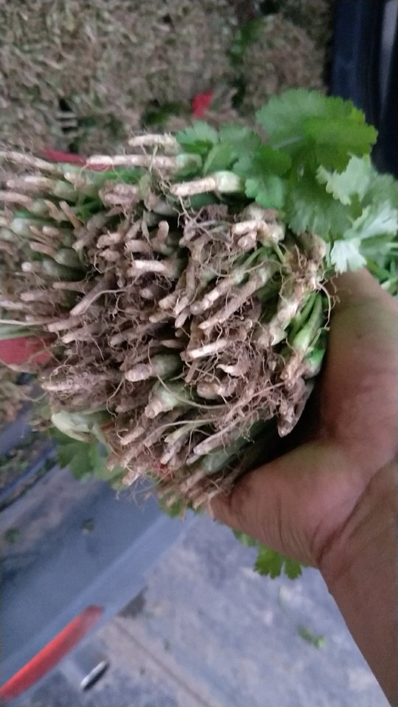 香菜大量供应香菜根粗叶绿货源质量保证一手直供批发全国