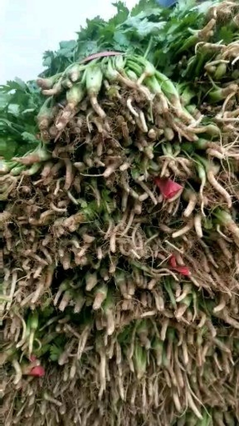 香菜大量供应香菜根粗叶绿货源质量保证一手直供批发全国