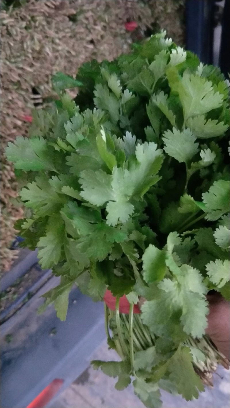 香菜大量供应香菜根粗叶绿货源质量保证一手直供批发全国