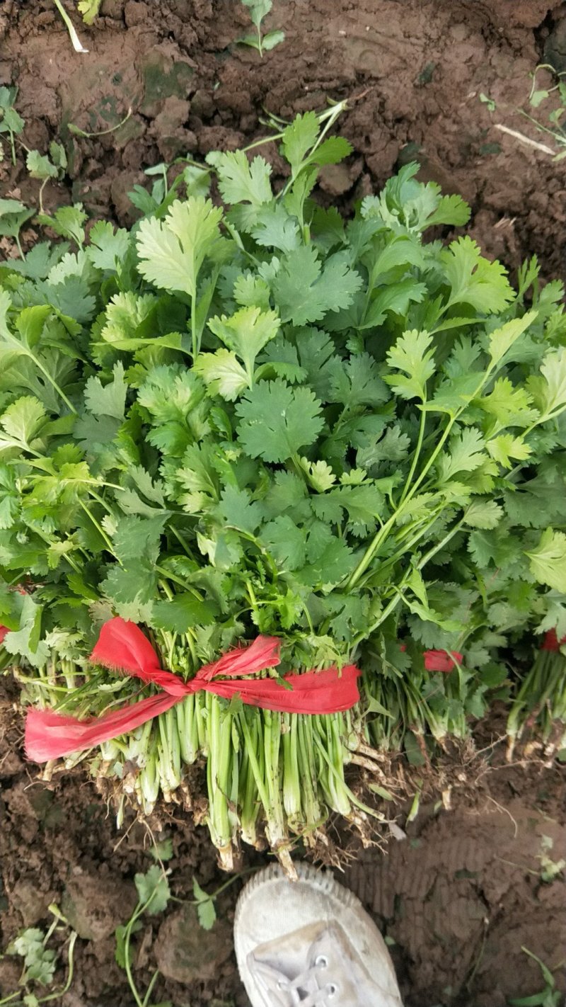 香菜大量供应香菜根粗叶绿货源质量保证一手直供批发全国