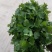 香菜大量供应香菜根粗叶绿货源质量保证一手直供批发全国