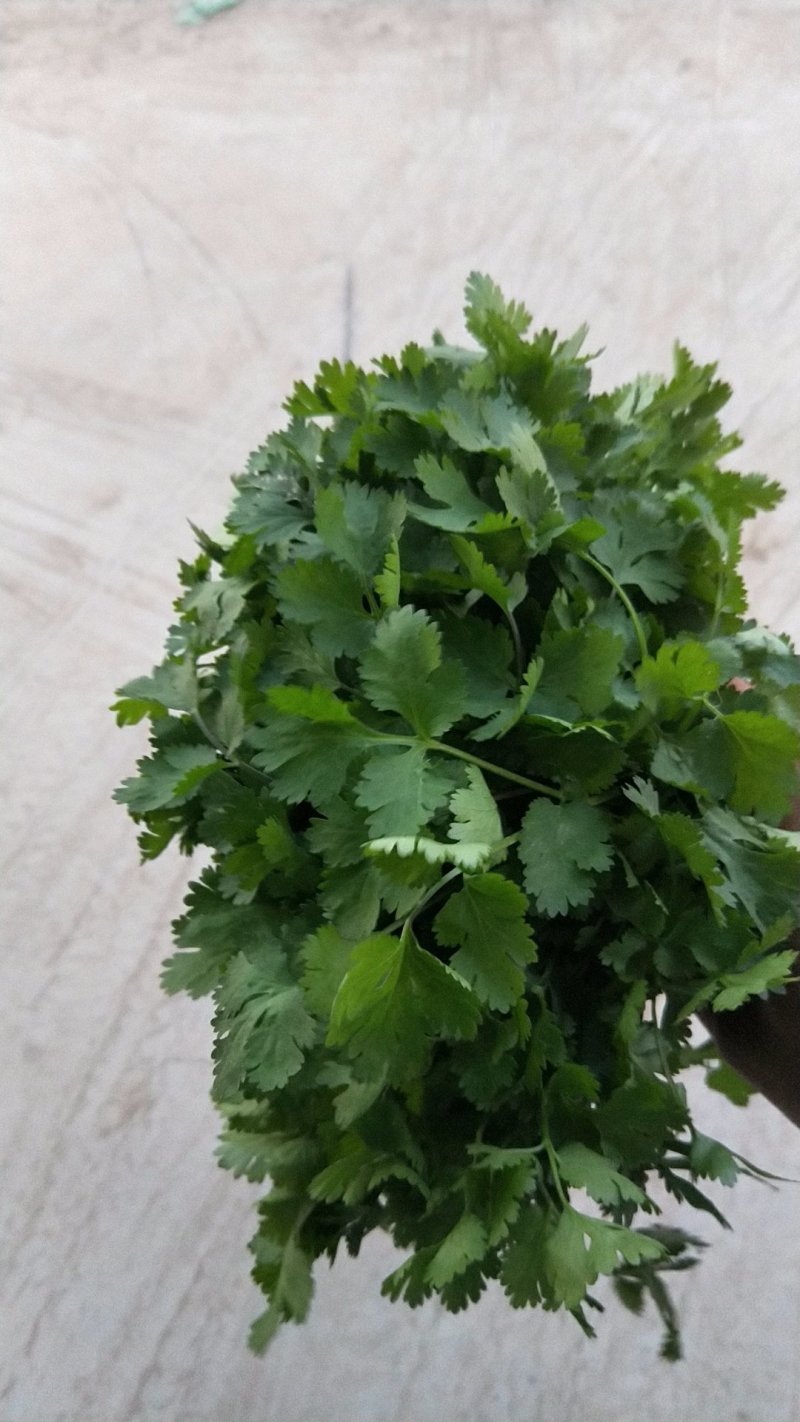 香菜大量供应香菜根粗叶绿货源质量保证一手直供批发全国