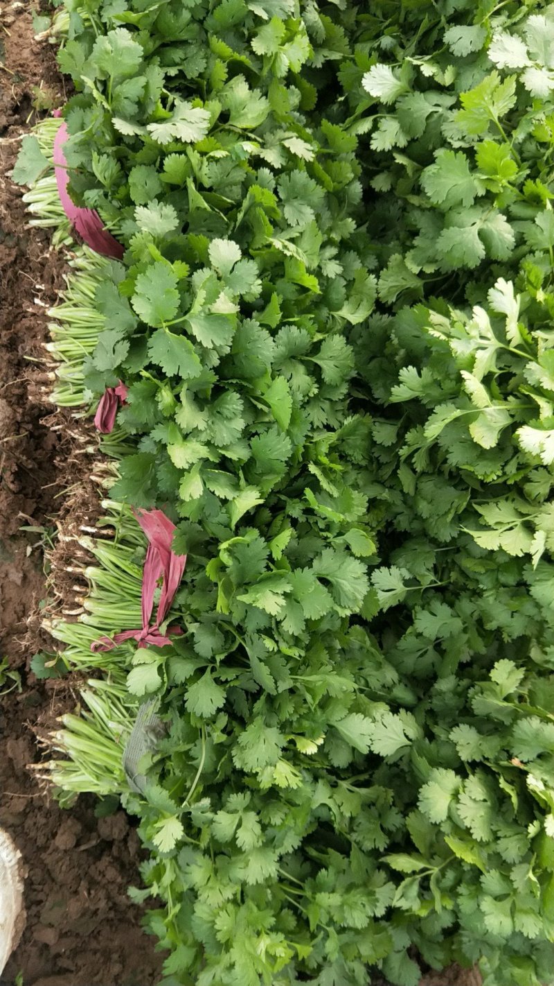 香菜大量供应香菜根粗叶绿货源质量保证一手直供批发全国