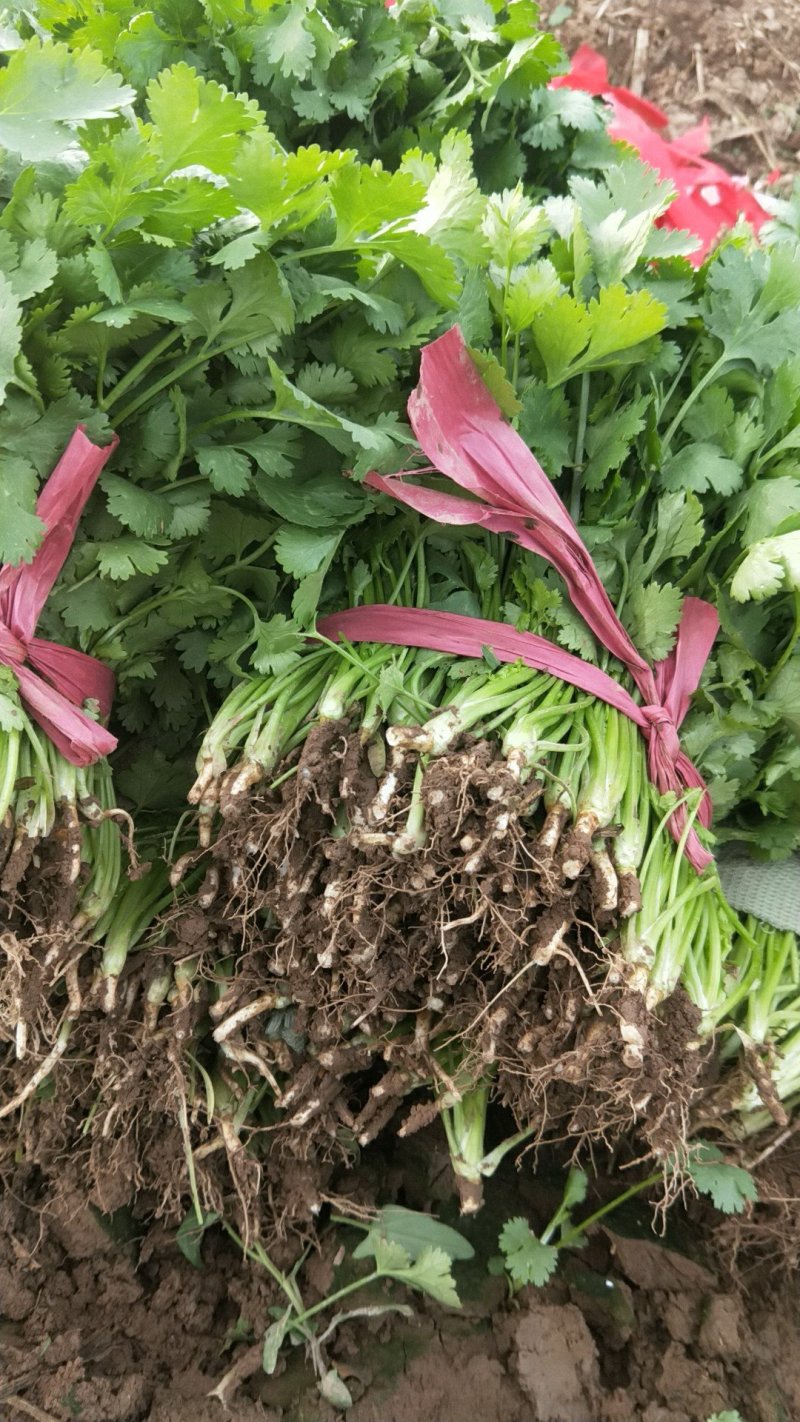 香菜大量供应香菜根粗叶绿货源质量保证一手直供批发全国