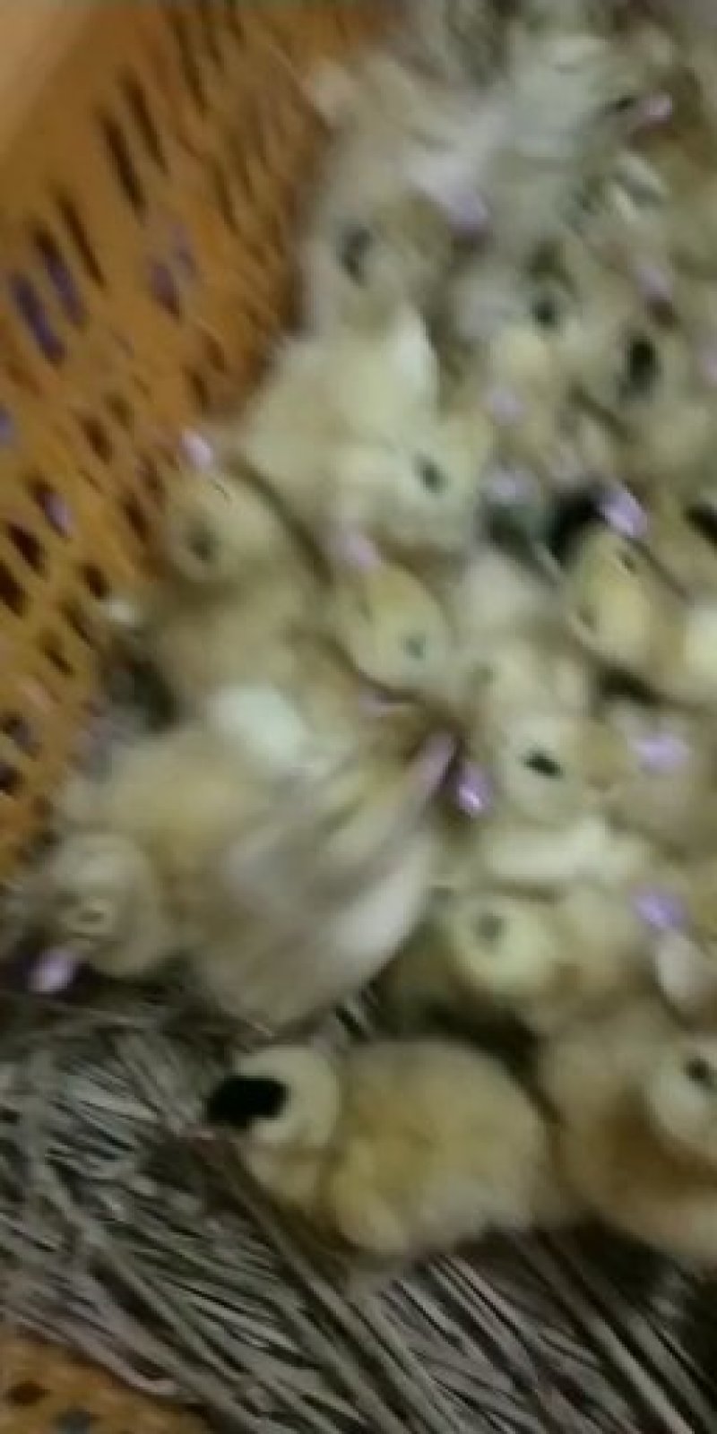 鸭苗和鸡苗，鹅苗，常年搞批发，随时都有货。