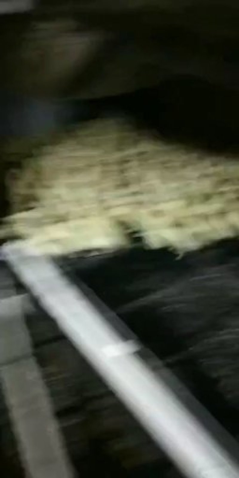 鸭苗和鸡苗，鹅苗，常年搞批发，随时都有货。