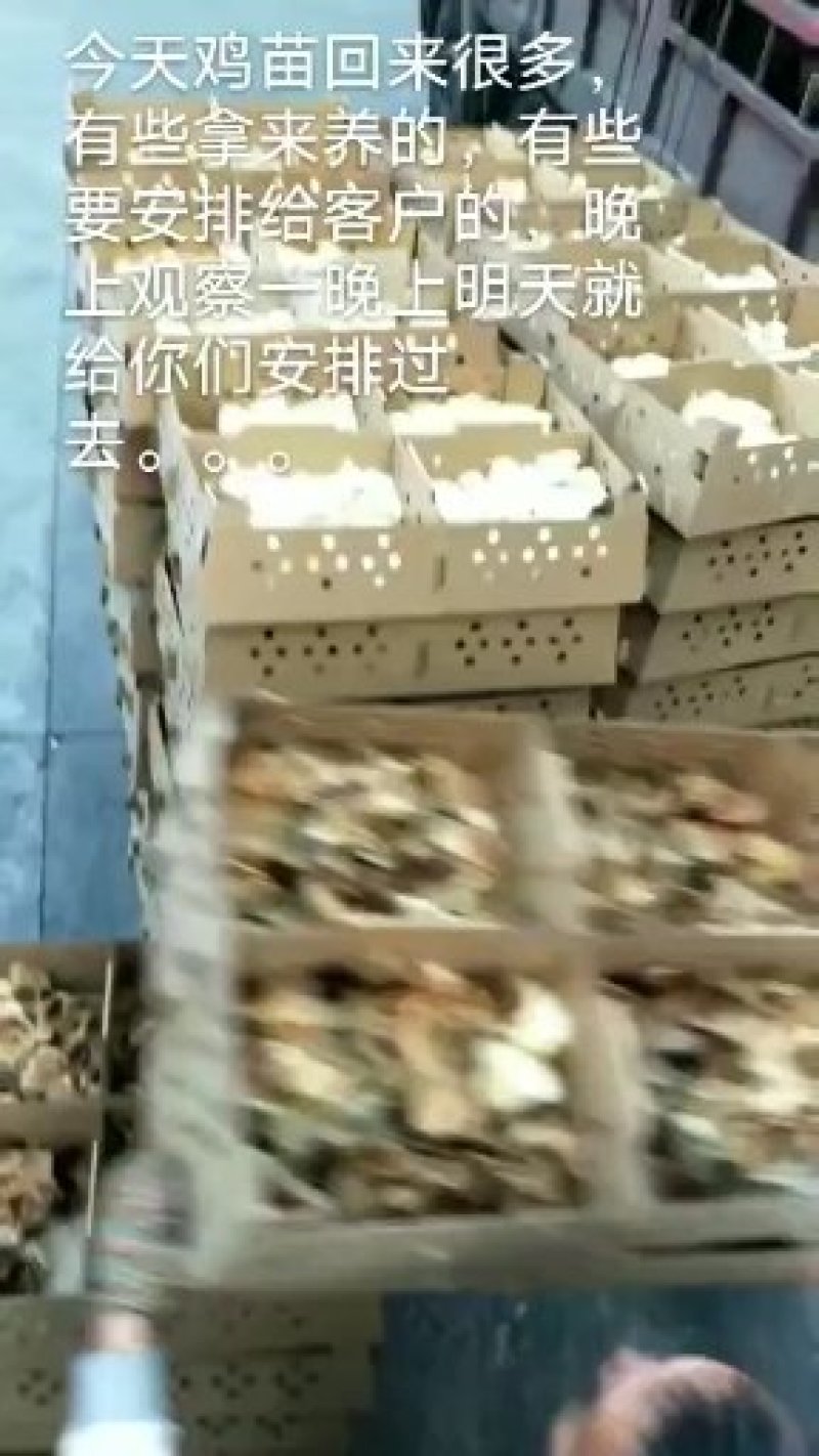 鸭苗和鸡苗，鹅苗，常年搞批发，随时都有货。