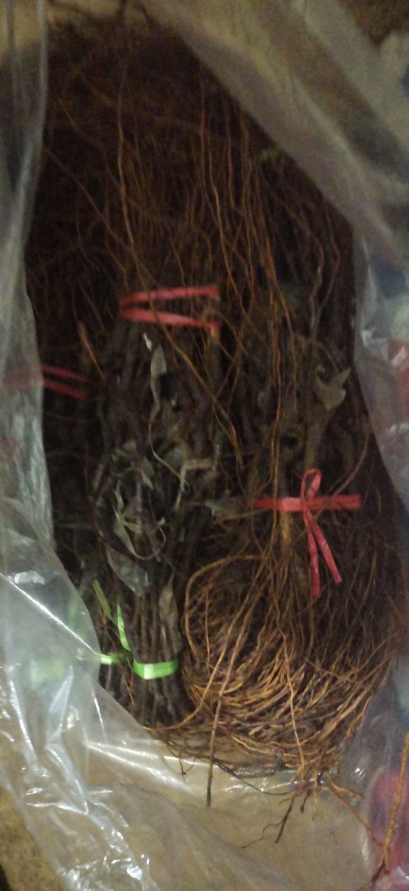巨盛一号葡萄苗，保纯度，包技术指导，可签订合同