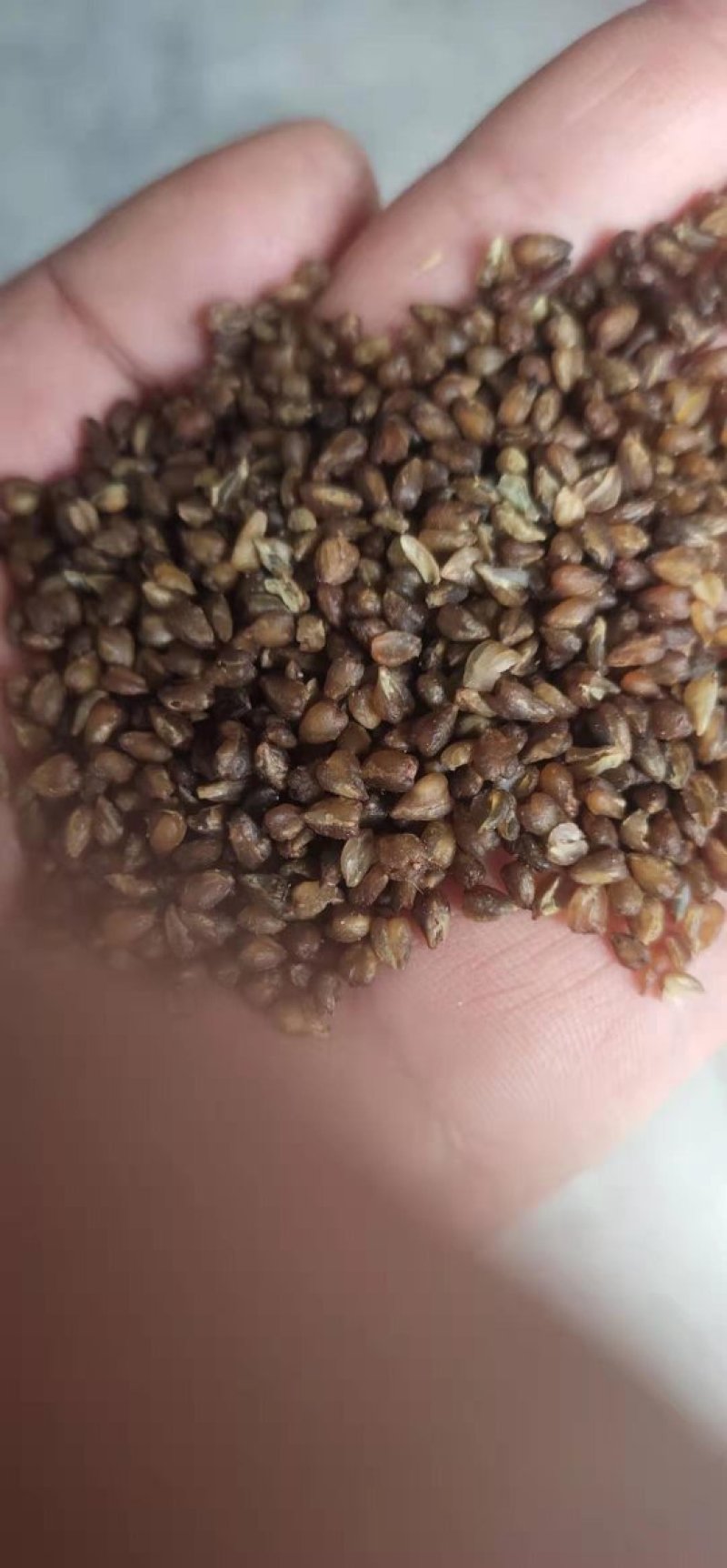 苦荞，带壳苦荞精选一级苦荞米，特大粒，信誉直上