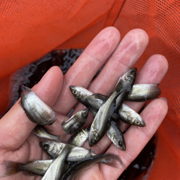海鲈鱼七星海鲈鱼苗欢迎大量采购已训食料