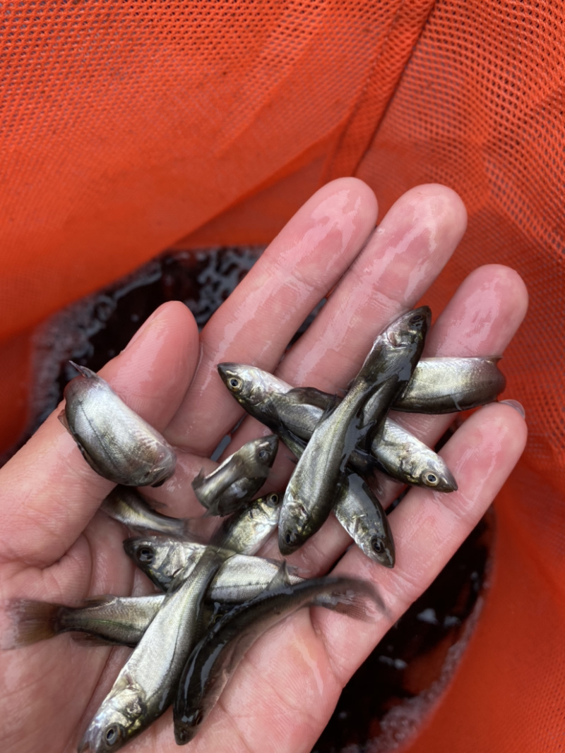 海鲈鱼七星海鲈鱼苗欢迎大量采购已训食料