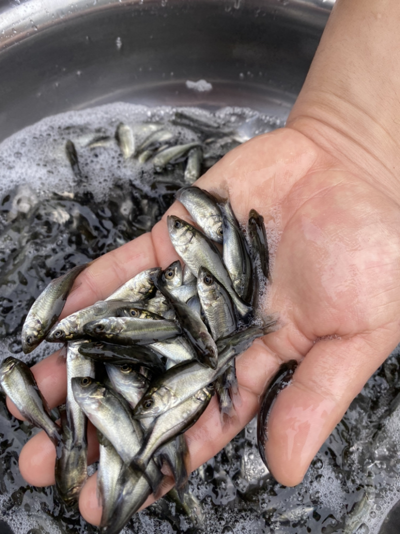海鲈鱼七星海鲈鱼苗欢迎大量采购已训食料