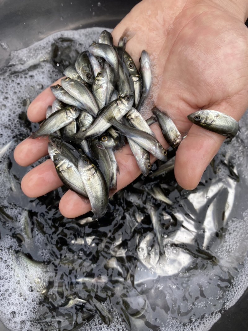 海鲈鱼七星海鲈鱼苗欢迎大量采购已训食料