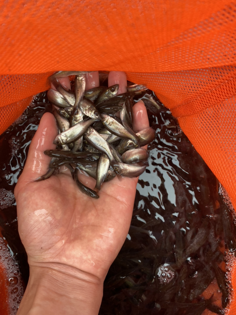 海鲈鱼七星海鲈鱼苗欢迎大量采购已训食料
