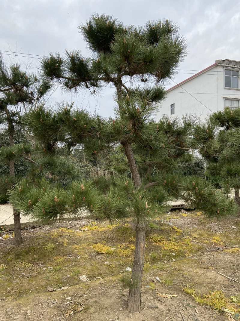 黑松造型小叶女贞常年供应造型规整黑松树小叶女贞