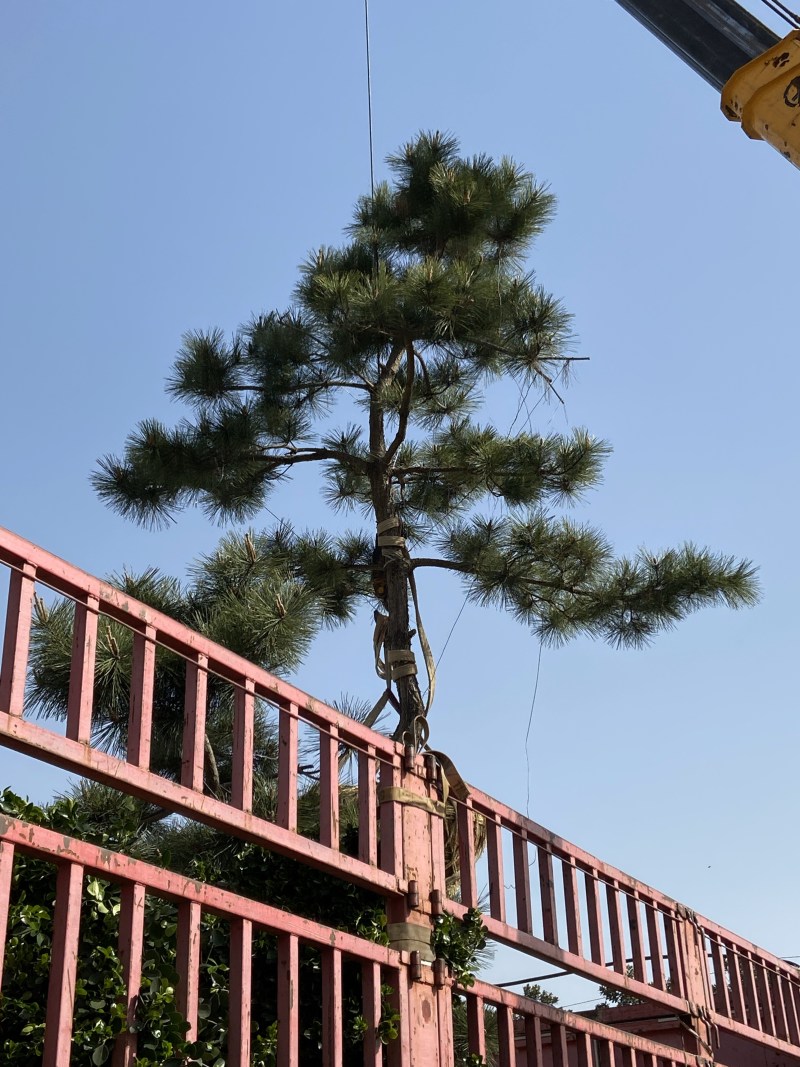 黑松造型小叶女贞常年供应造型规整黑松树小叶女贞