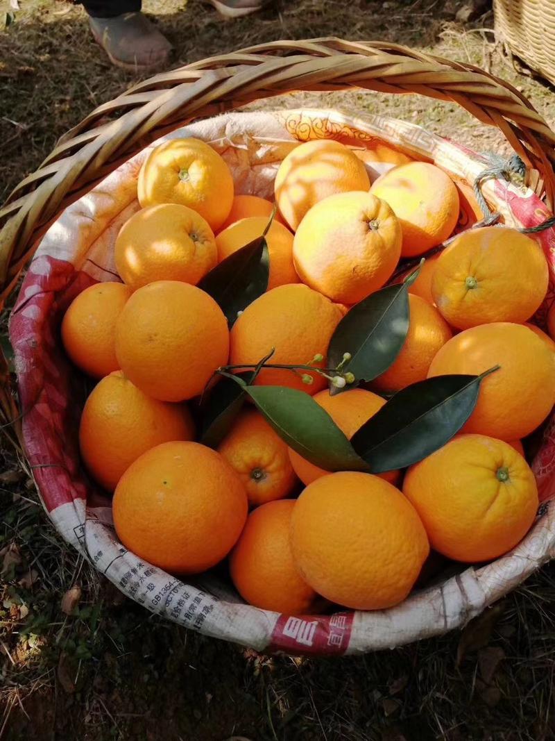 湖北甜橙产地看货采摘，无中间商，质量有保障