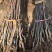 紫玉兰白玉兰二桥玉兰80，4棵包邮