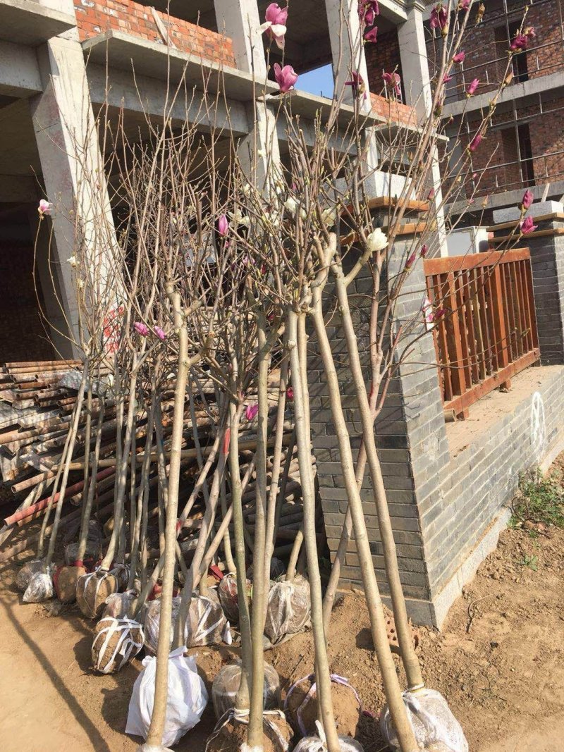 紫玉兰白玉兰二桥玉兰80，4棵包邮