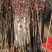 紫玉兰白玉兰二桥玉兰80，4棵包邮