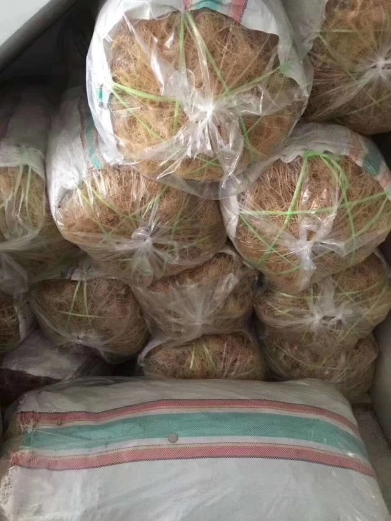 海石花石花菜鹿角菜水产干货批发