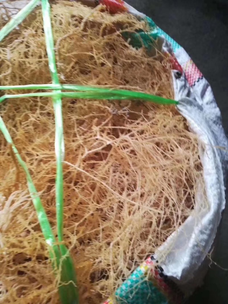 海石花石花菜鹿角菜水产干货批发